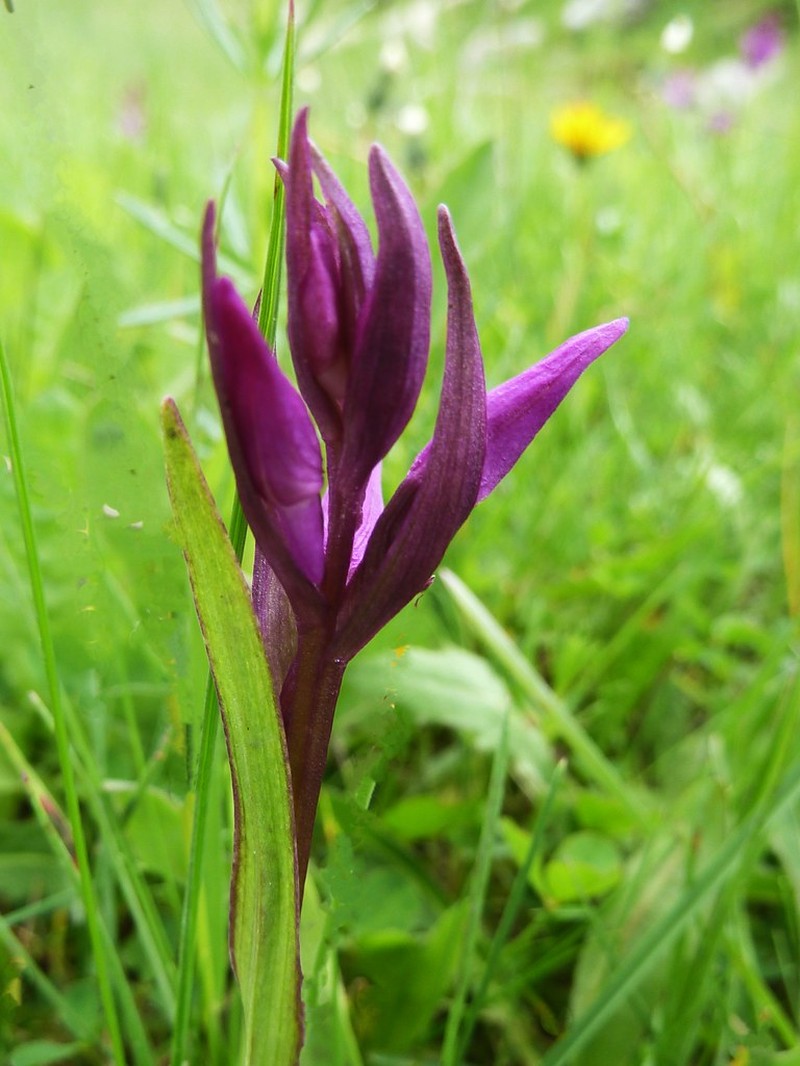 Dactylorhiza majalis subsp. pindica photo 3