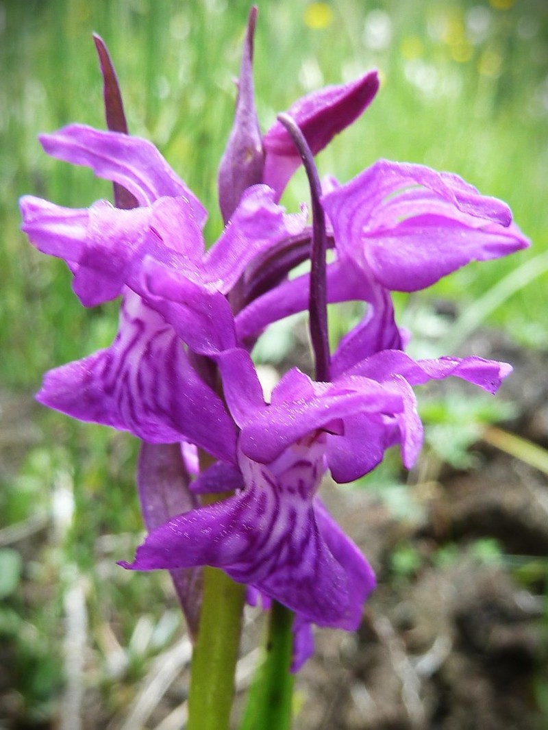 Dactylorhiza majalis subsp. pindica photo 4