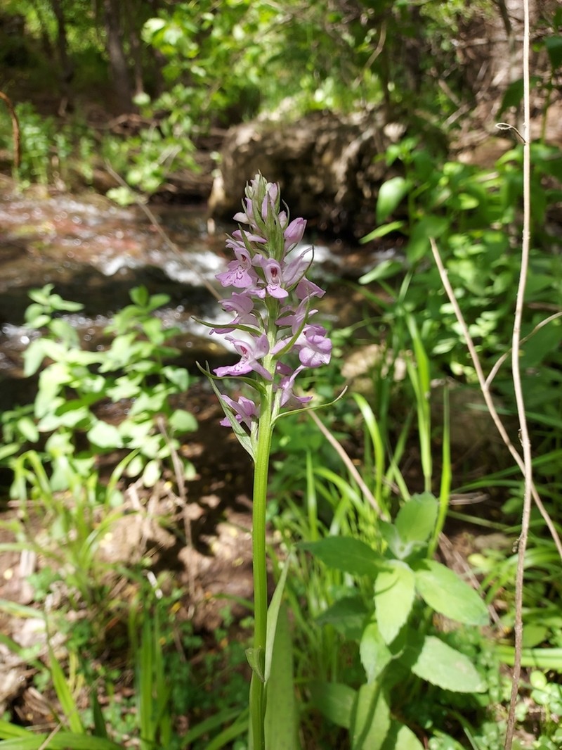 Dactylorhiza phoenissa