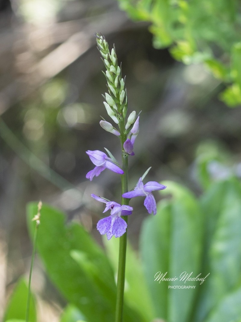 Dactylorhiza phoenissa photo 2