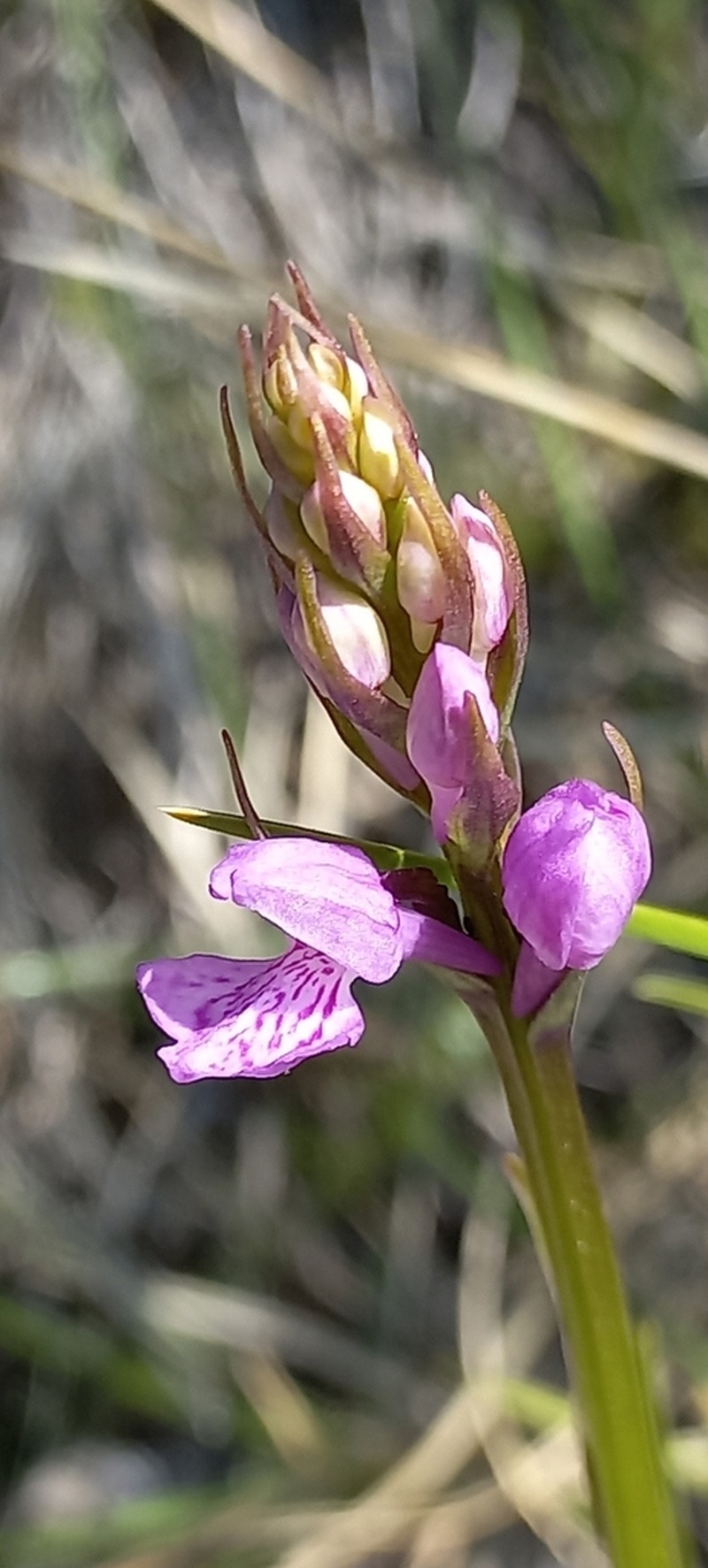 Dactylorhiza phoenissa photo 3