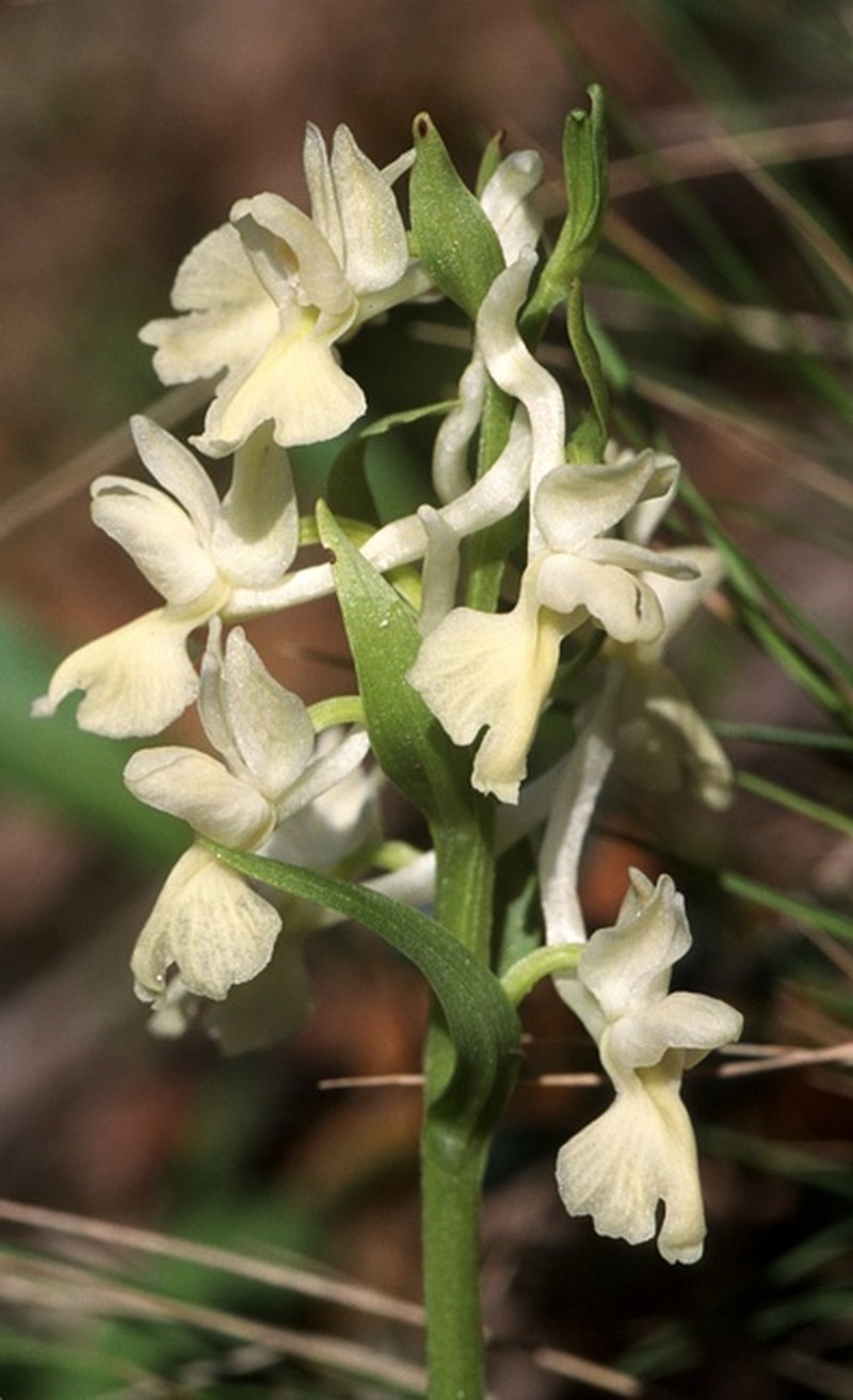 Dactylorhiza romana