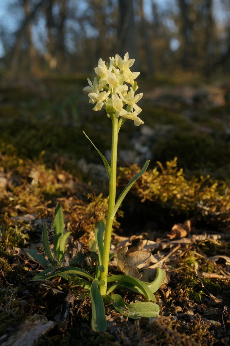 Dactylorhiza romana photo 2