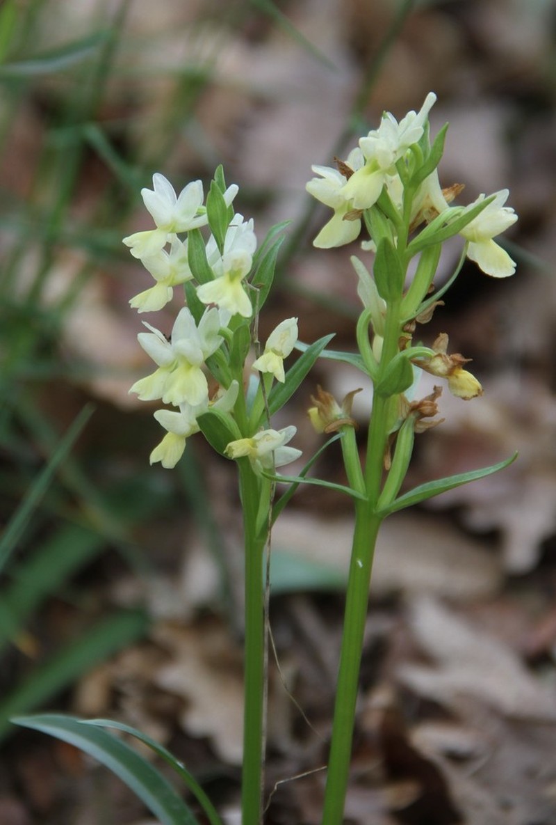 Dactylorhiza romana photo 3