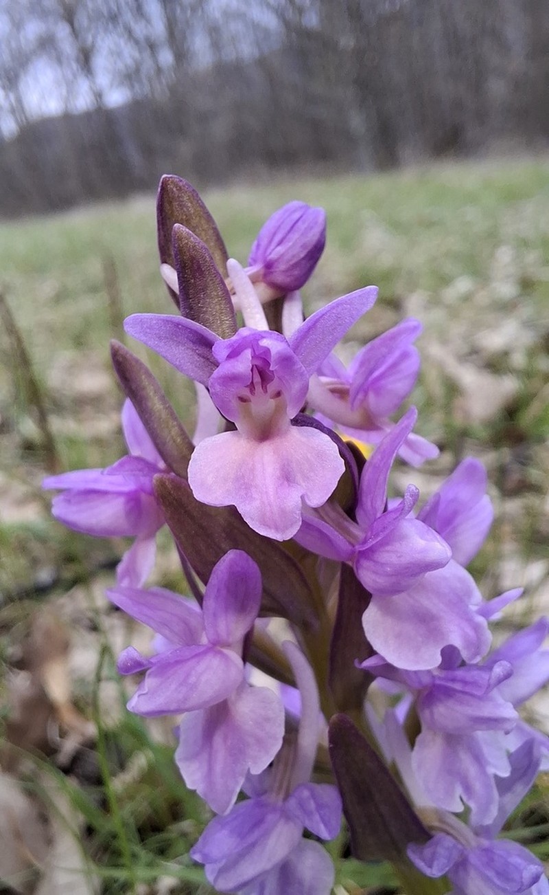 Dactylorhiza romana photo 4