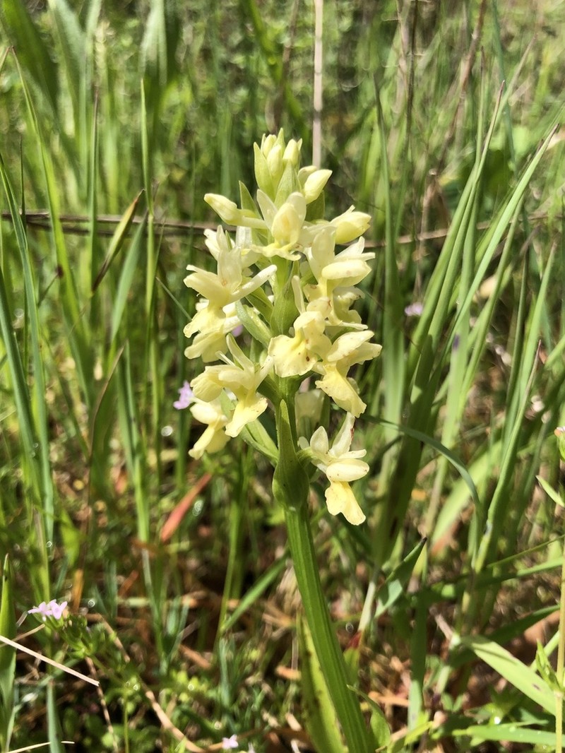 Dactylorhiza romana photo 5