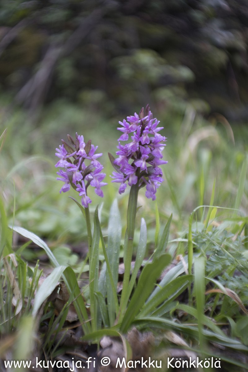 Dactylorhiza romana photo 6