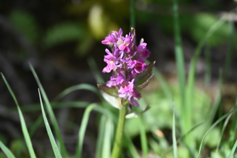 Dactylorhiza romana subsp. georgica