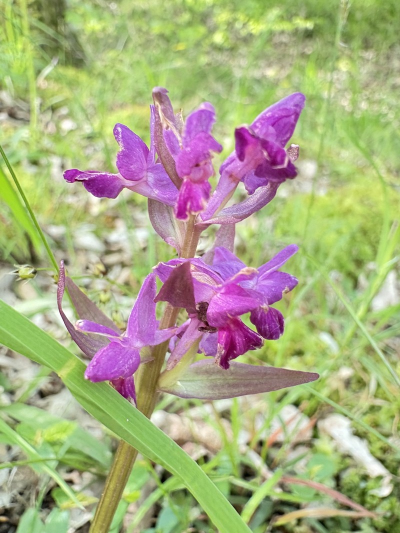 Dactylorhiza romana subsp. georgica photo 2