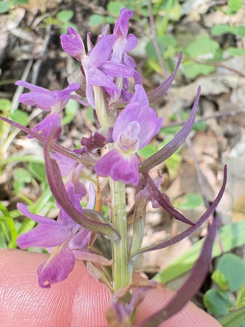 Dactylorhiza romana subsp. georgica photo 3