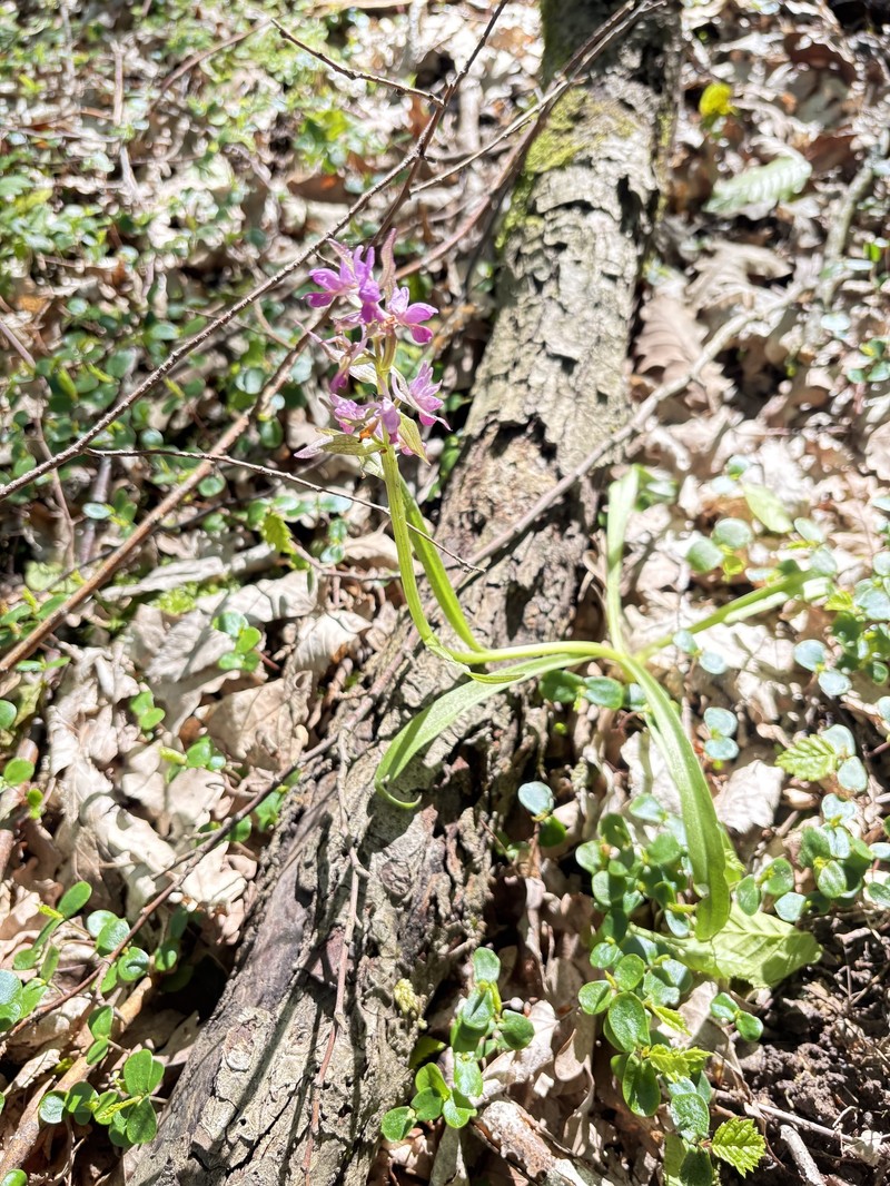 Dactylorhiza romana subsp. georgica photo 4