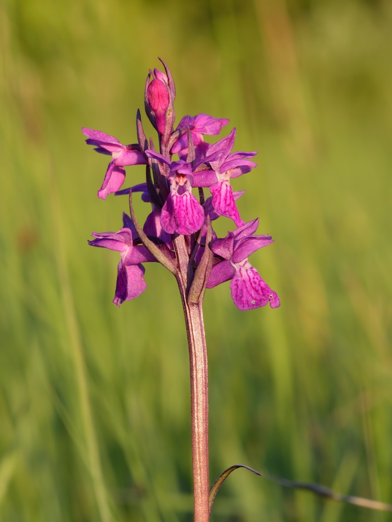 Dactylorhiza russowii