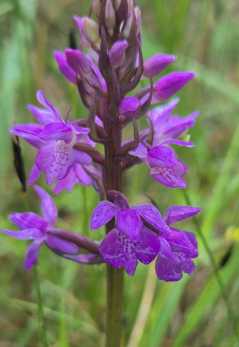 Dactylorhiza russowii photo 2