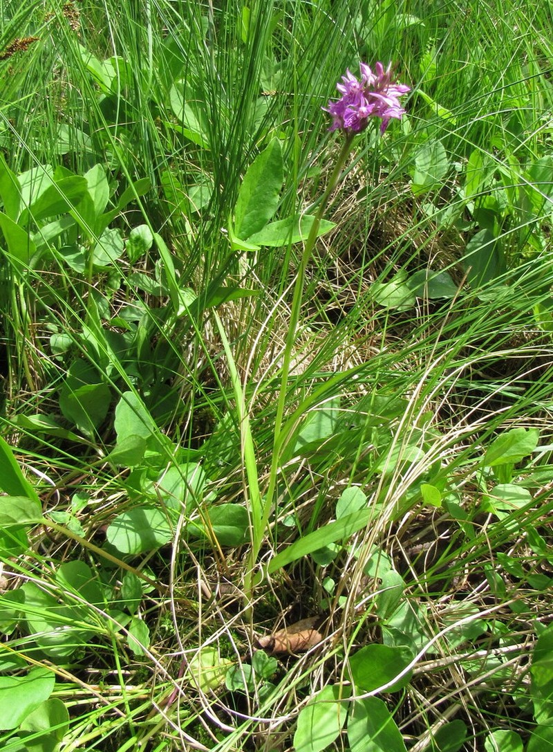Dactylorhiza russowii photo 3