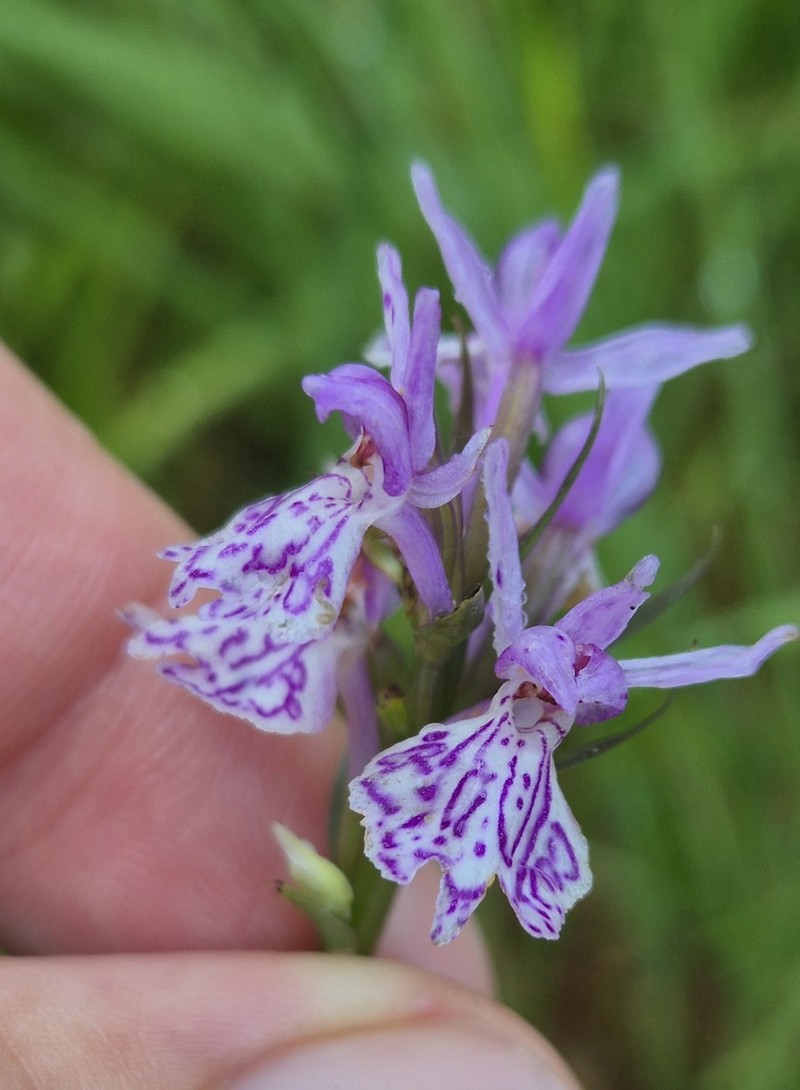Dactylorhiza russowii photo 4