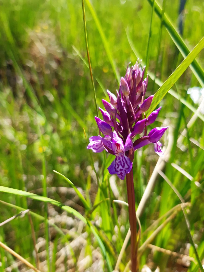 Dactylorhiza russowii photo 6