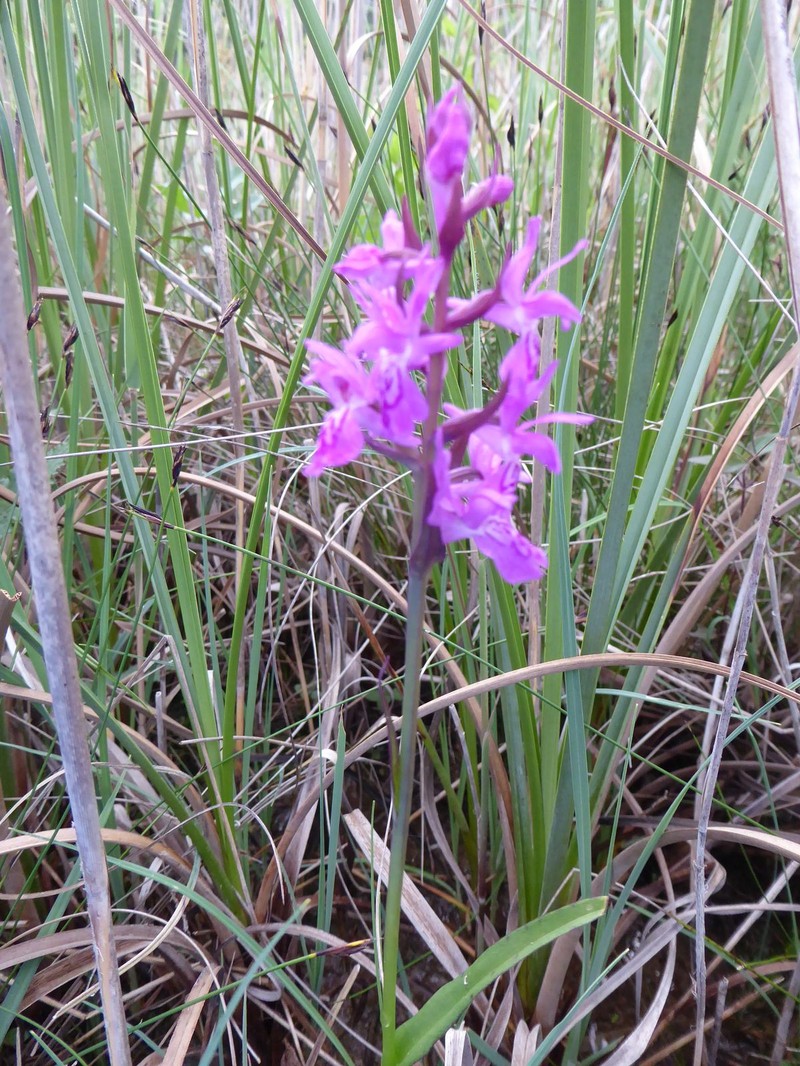 Dactylorhiza russowii photo 7