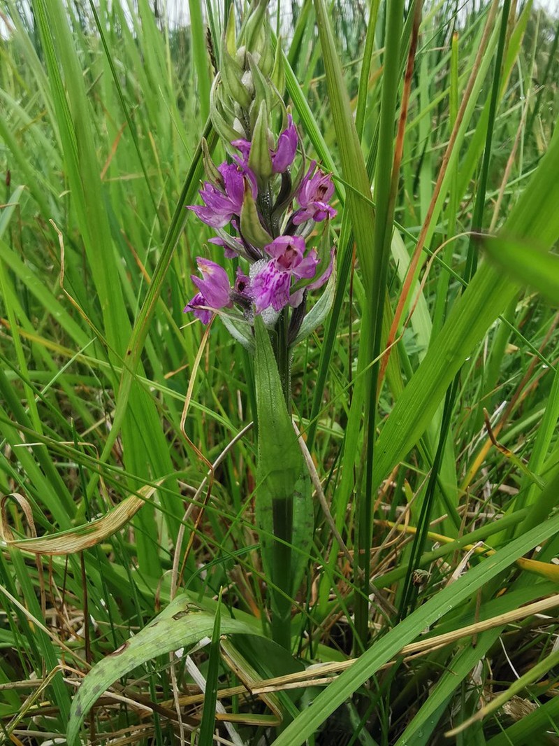 Dactylorhiza russowii photo 8
