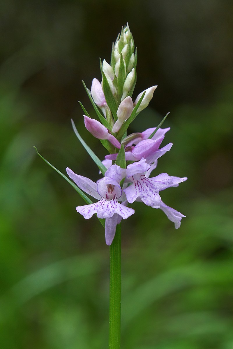 Dactylorhiza saccifera