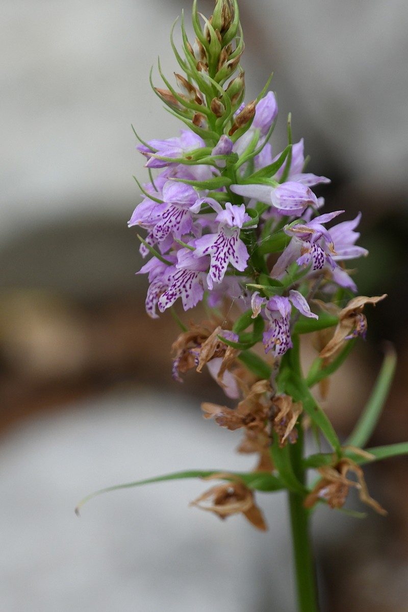 Dactylorhiza saccifera photo 2