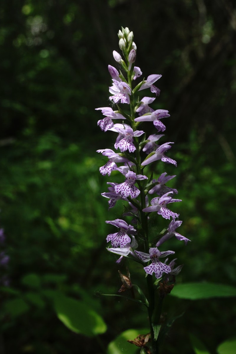 Dactylorhiza saccifera photo 3