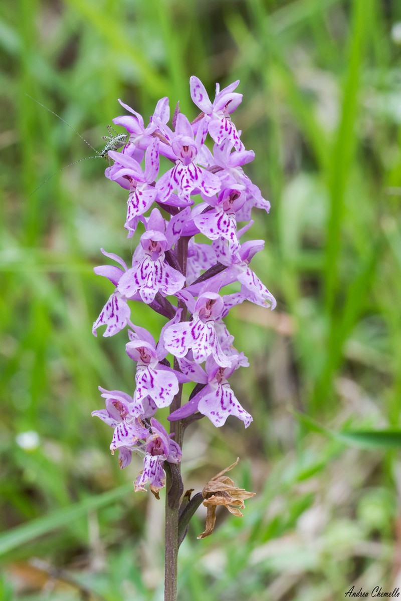 Dactylorhiza saccifera photo 4