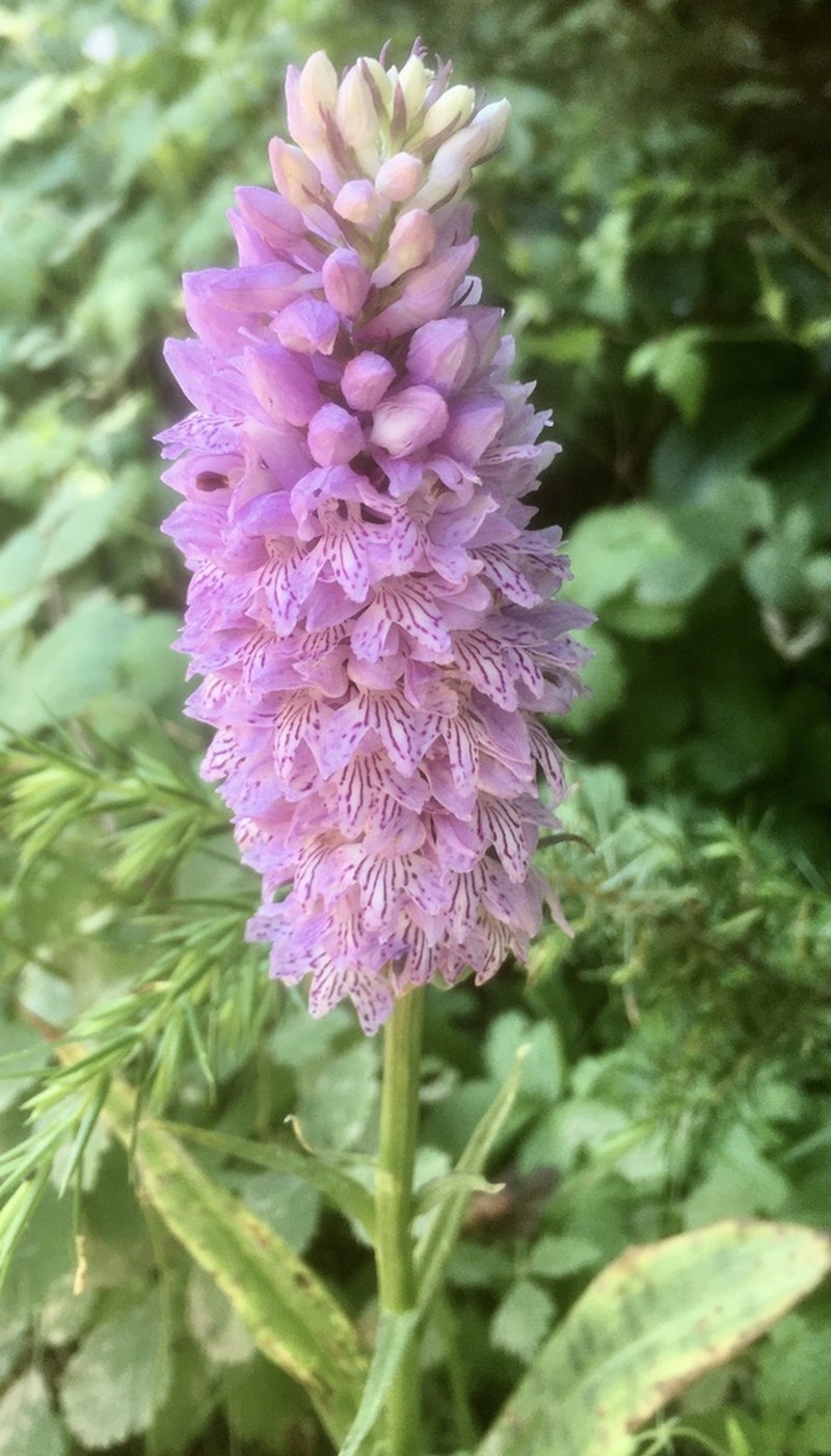 Dactylorhiza saccifera photo 5