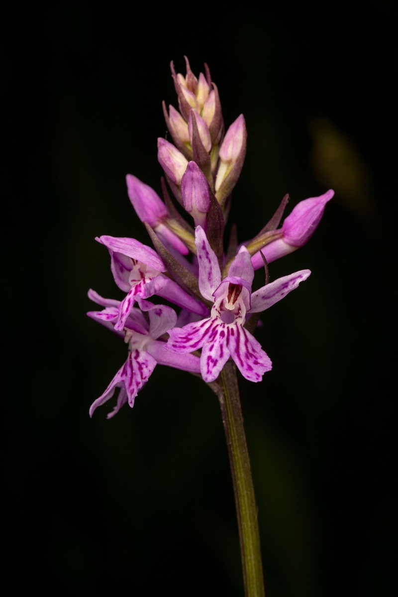 Dactylorhiza saccifera photo 6
