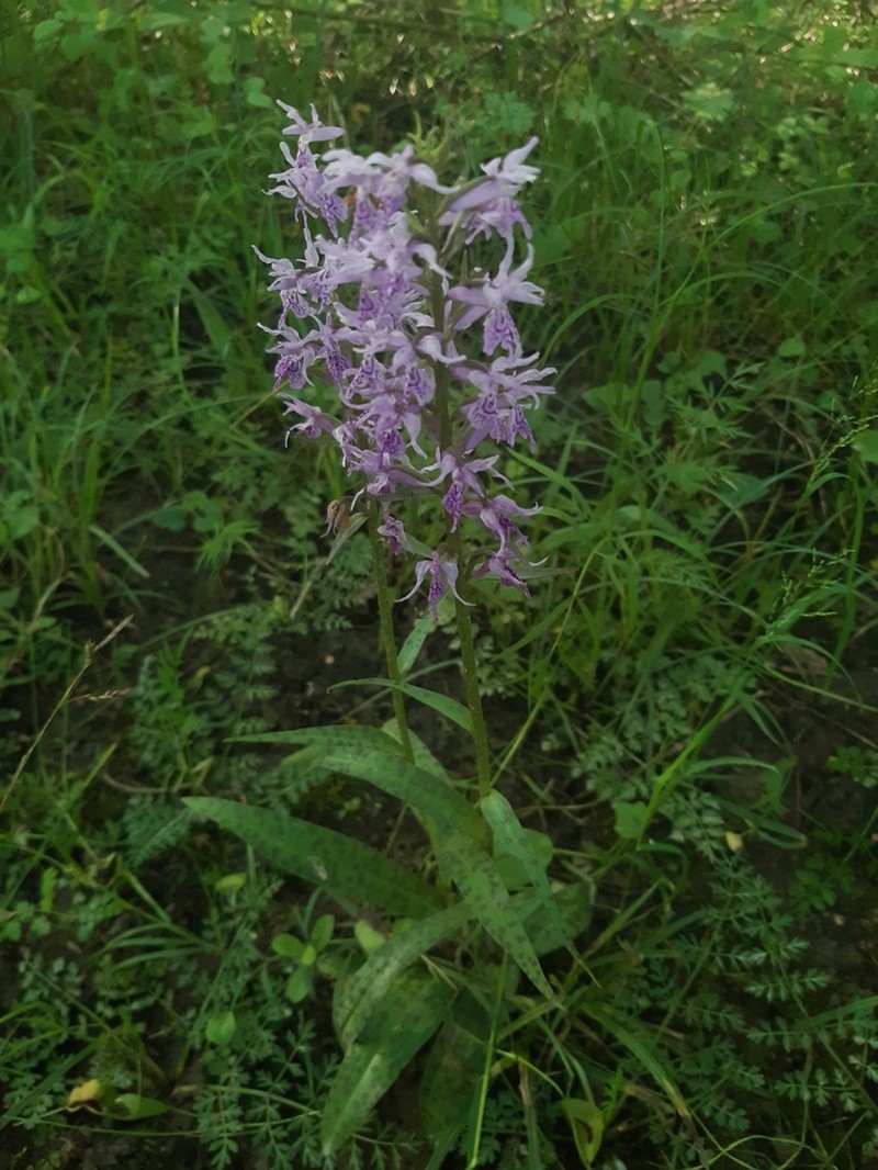 Dactylorhiza saccifera photo 8