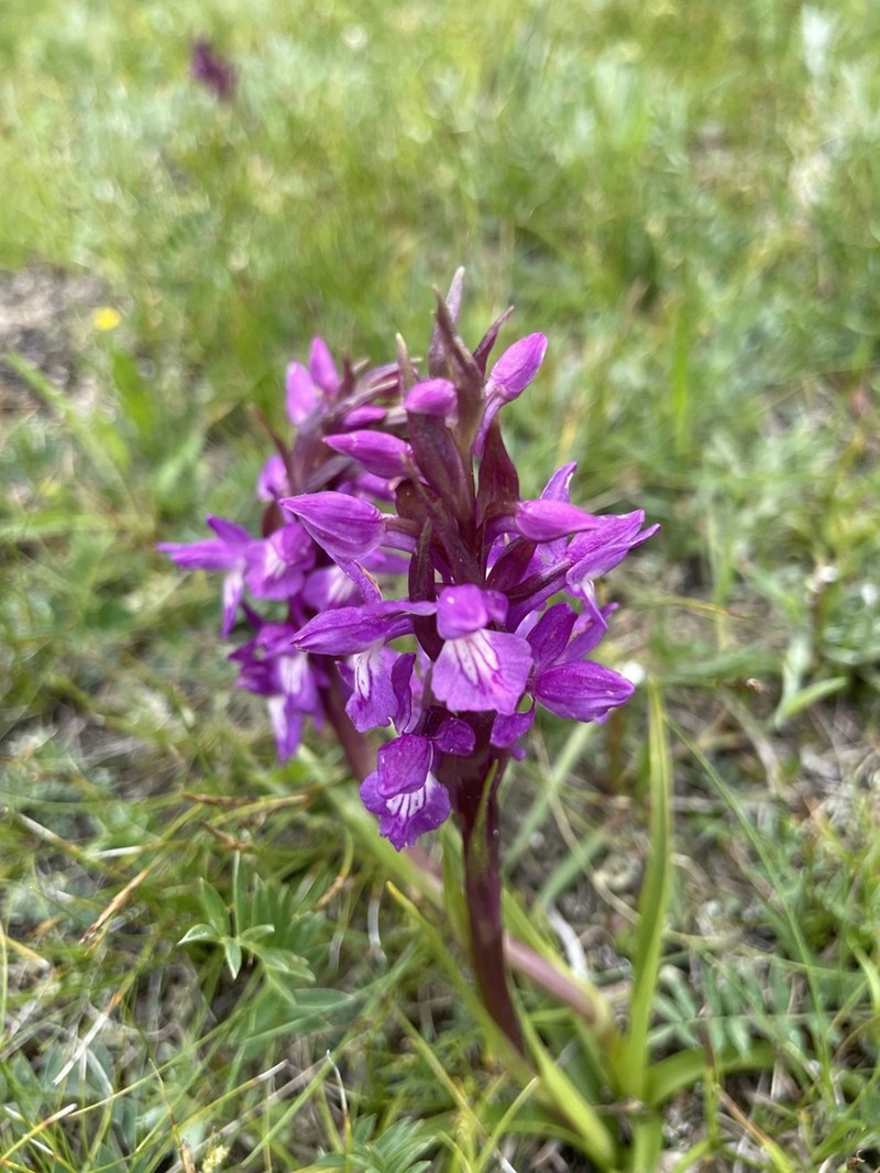 Dactylorhiza salina