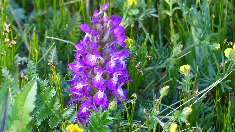 Dactylorhiza salina photo 2