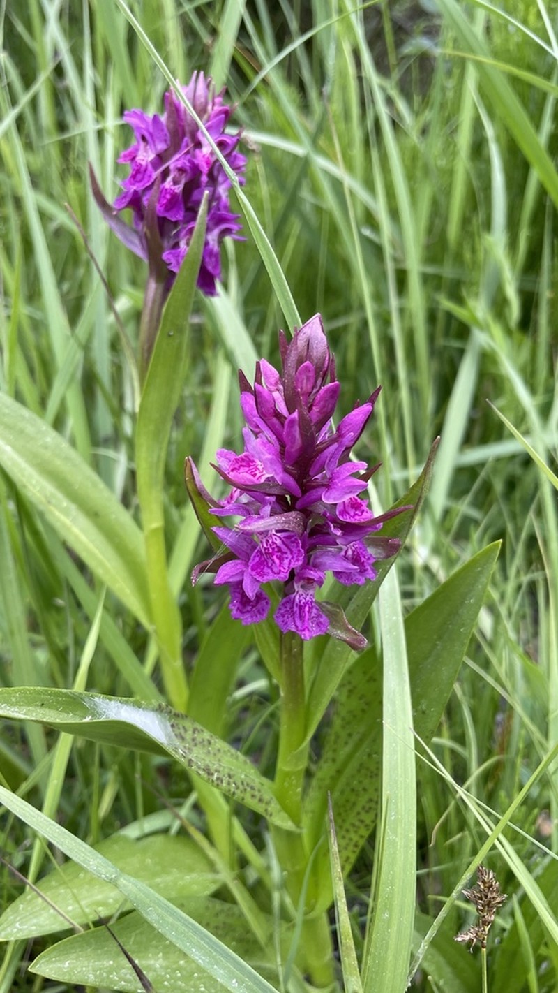 Dactylorhiza salina photo 3