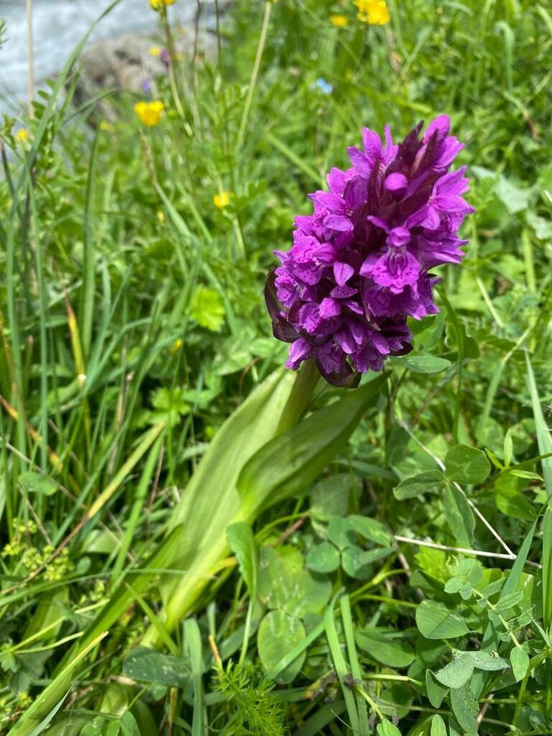 Dactylorhiza salina photo 4