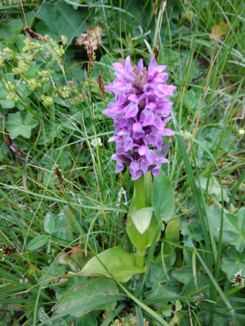 Dactylorhiza salina photo 5
