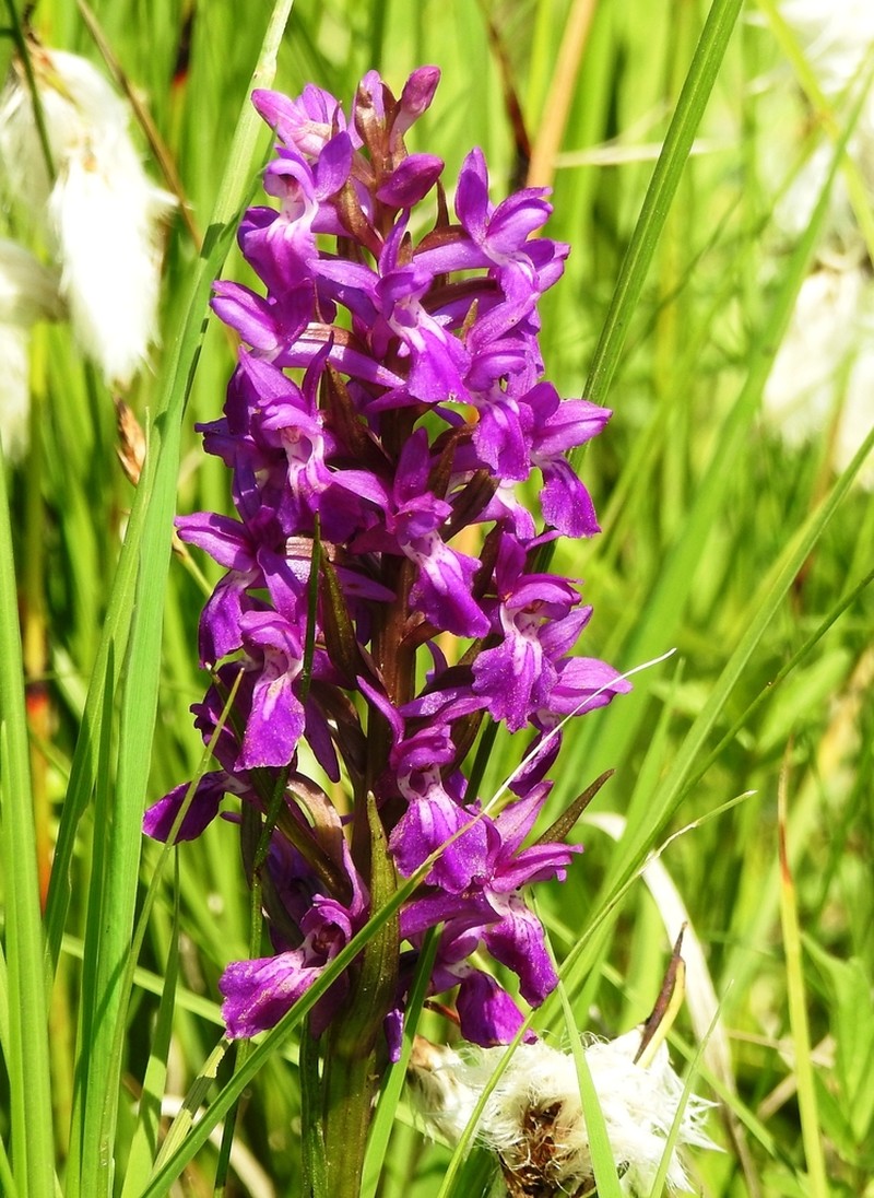 Dactylorhiza salina photo 6