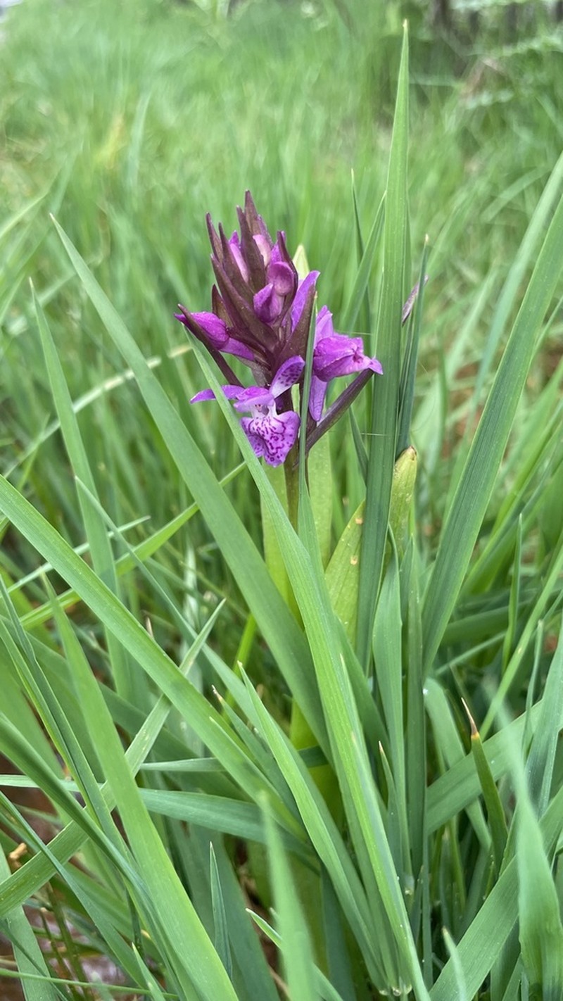 Dactylorhiza salina photo 7