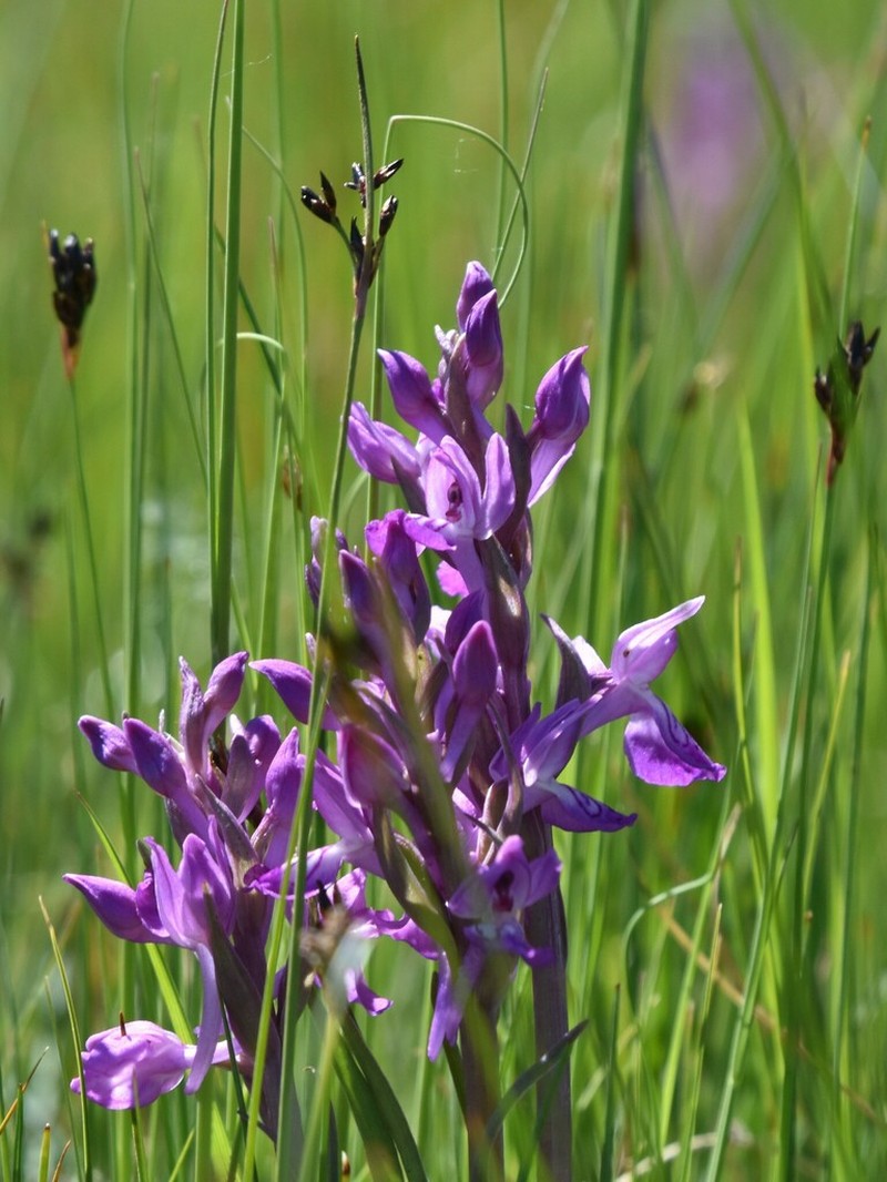 Dactylorhiza salina photo 8