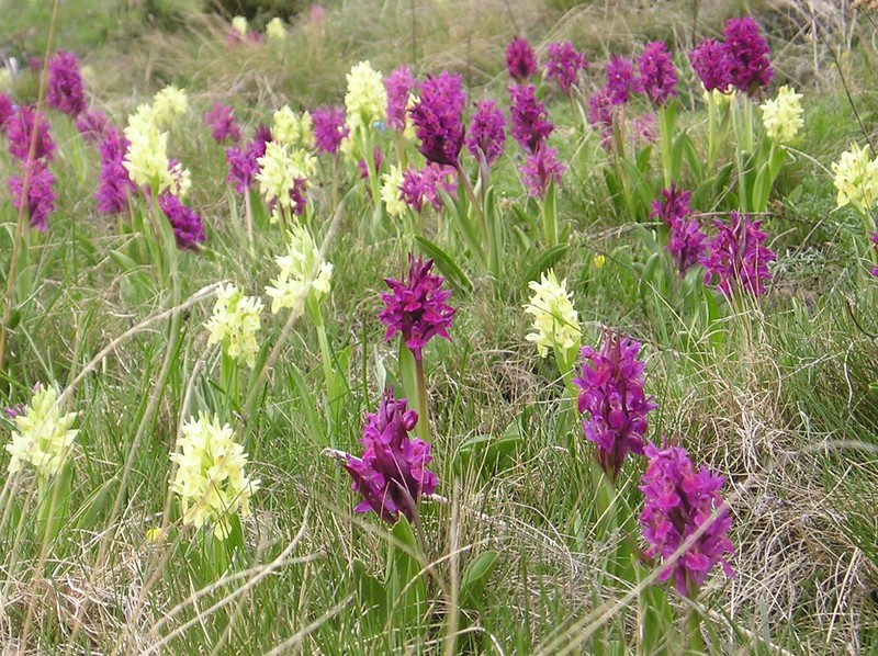Dactylorhiza sambucina