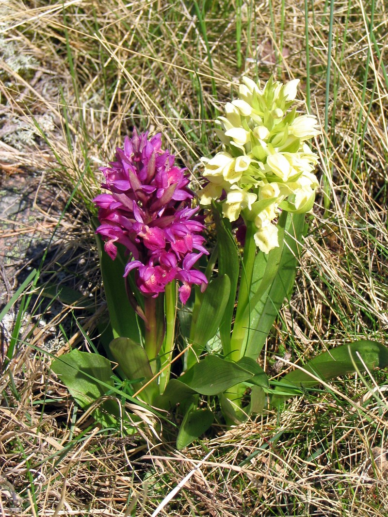 Dactylorhiza sambucina photo 2