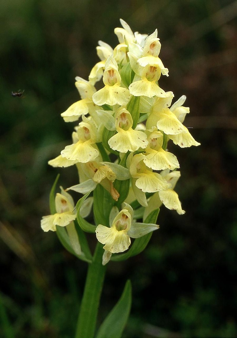 Dactylorhiza sambucina photo 3