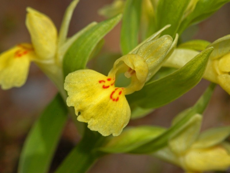 Dactylorhiza sambucina photo 4
