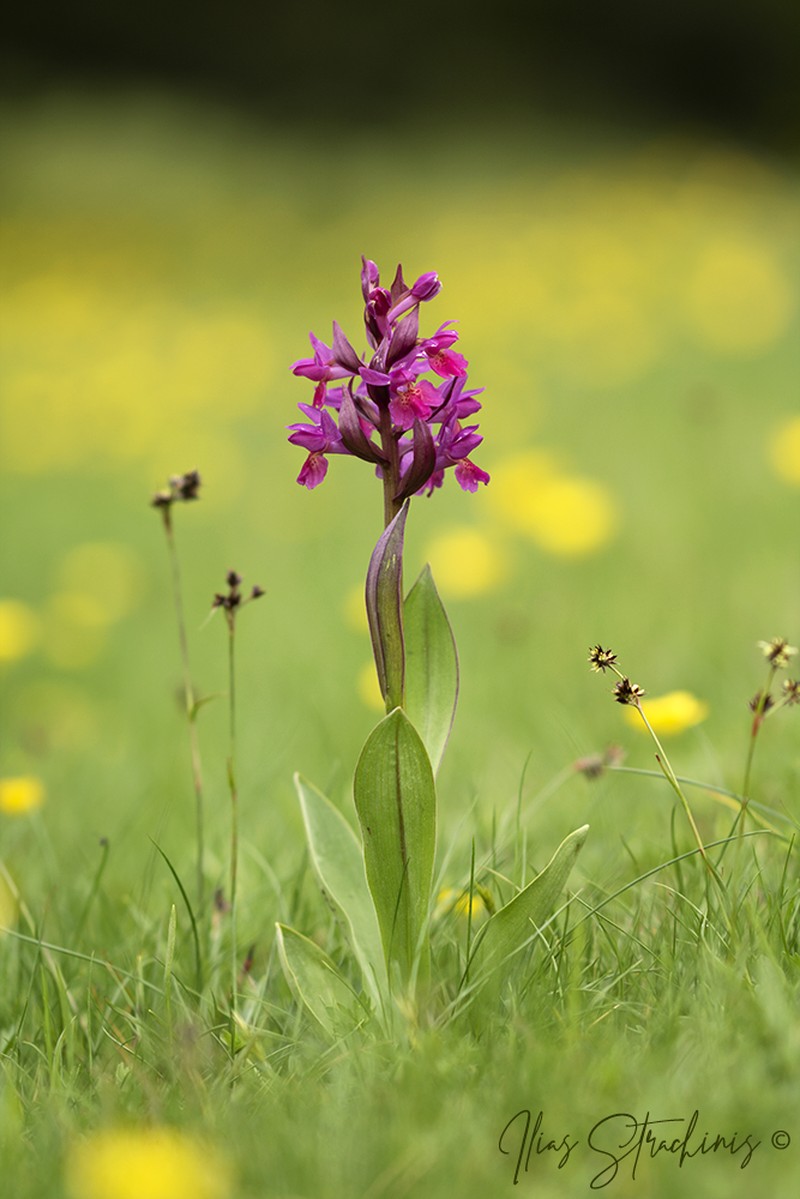 Dactylorhiza sambucina photo 5