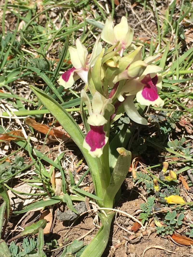 Dactylorhiza sambucina photo 6