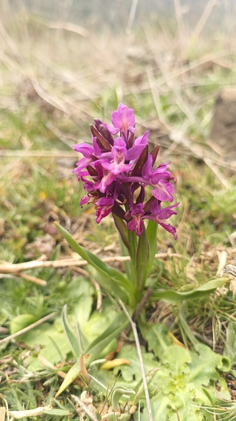 Dactylorhiza sambucina photo 7