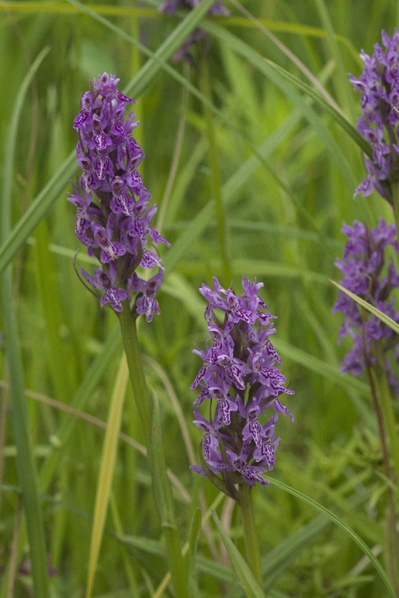 Dactylorhiza sibirica