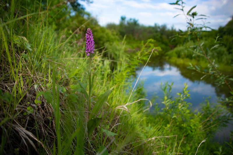 Dactylorhiza sibirica photo 2