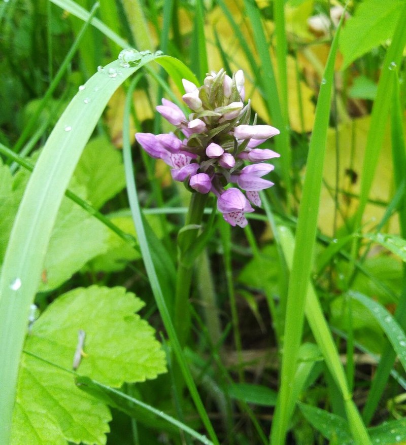 Dactylorhiza sibirica photo 3