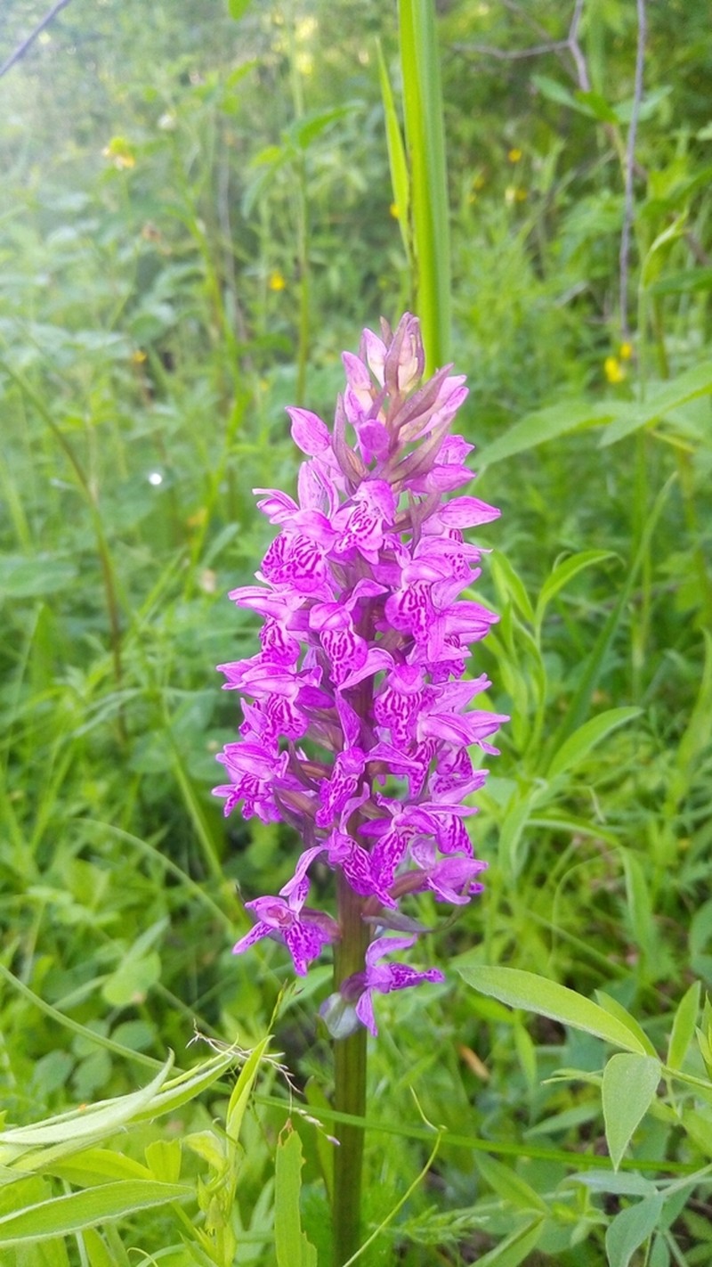 Dactylorhiza sibirica photo 4