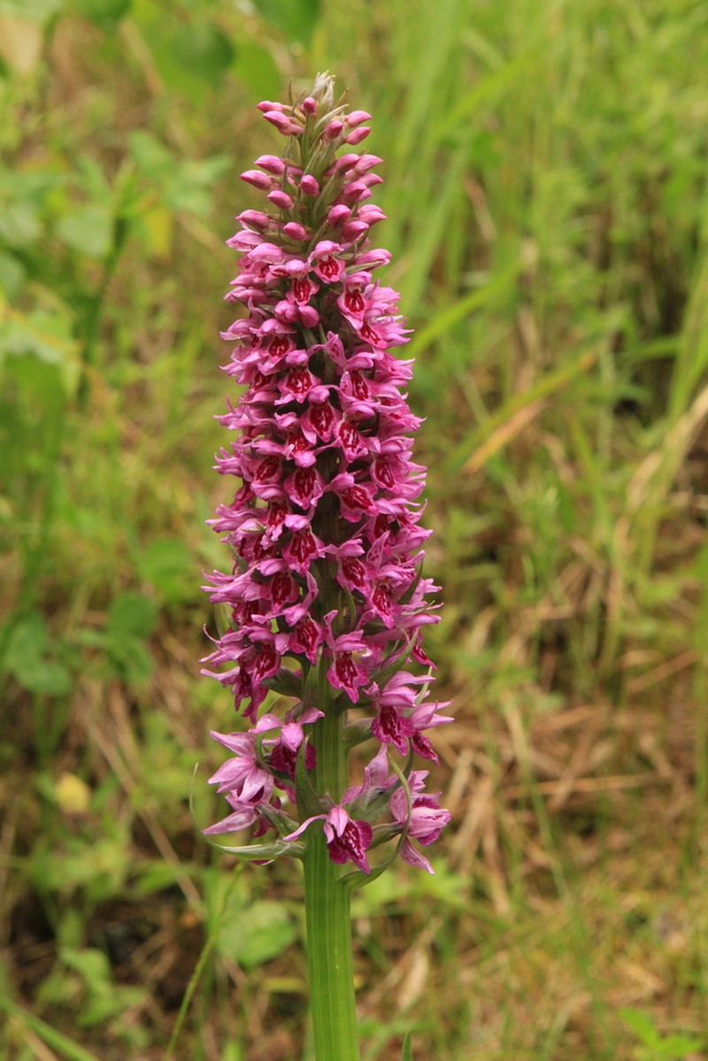 Dactylorhiza sibirica photo 5