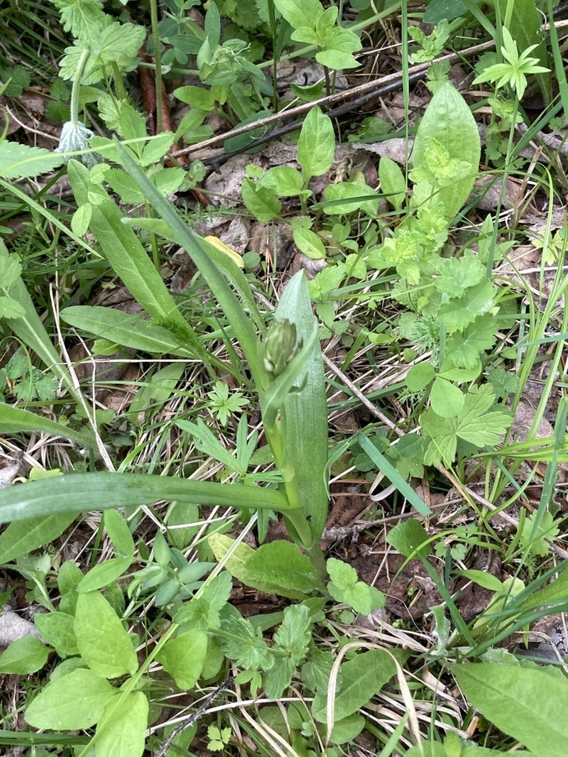 Dactylorhiza sibirica photo 6